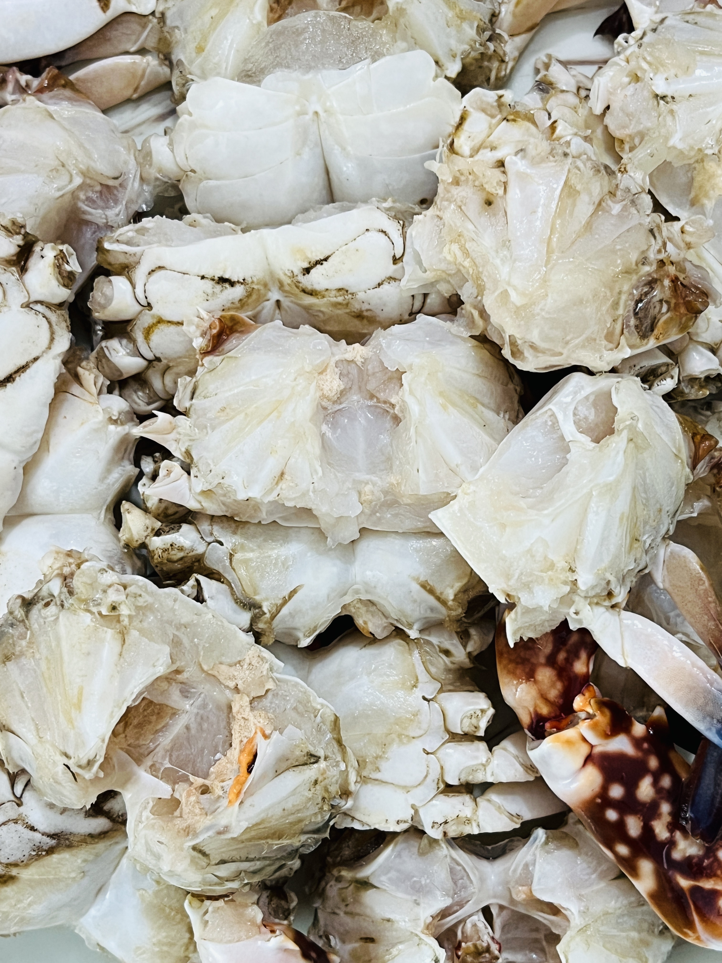 Crab || সামুদ্রিক কাঁকড়া - View 1