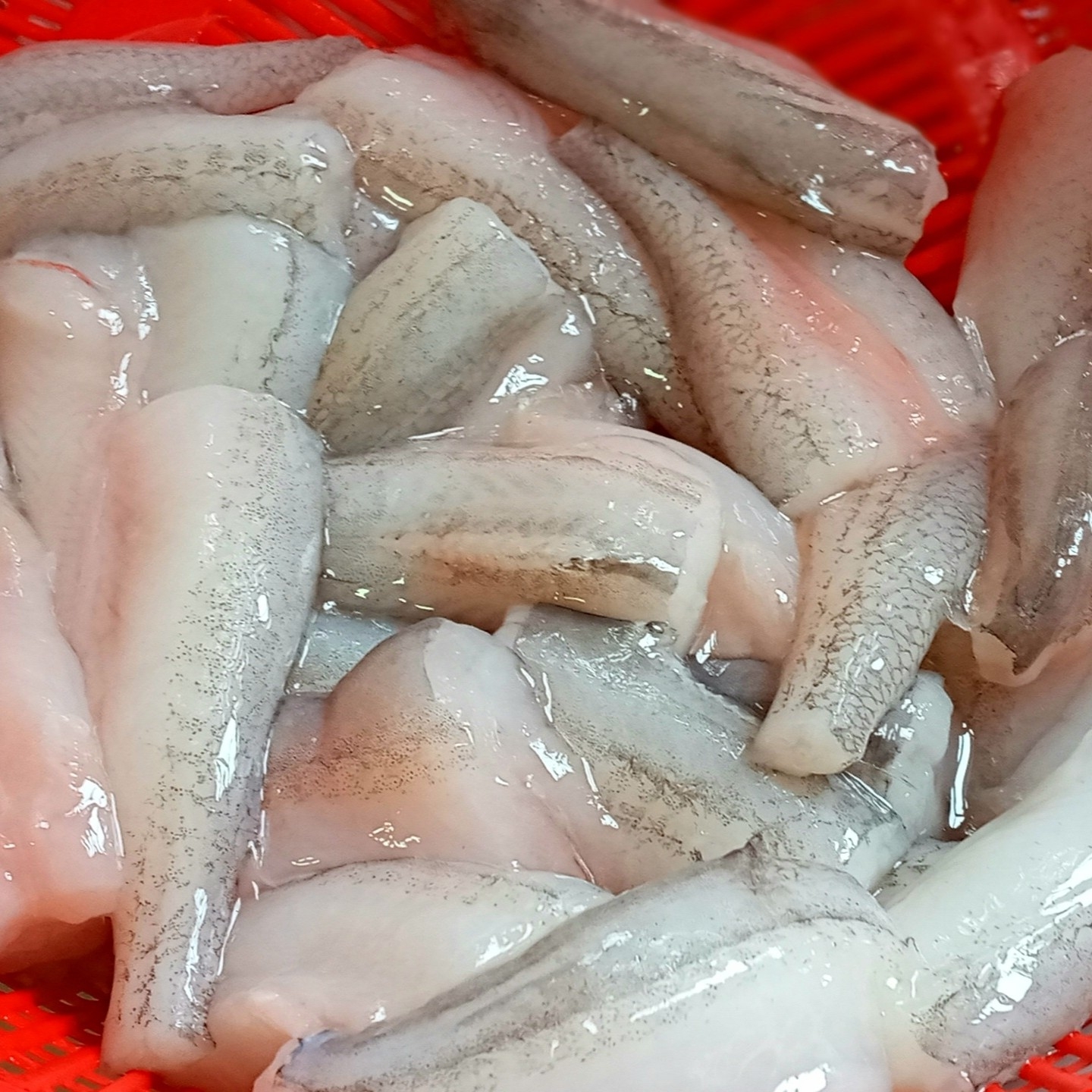 লইট্টা || Loitta fish