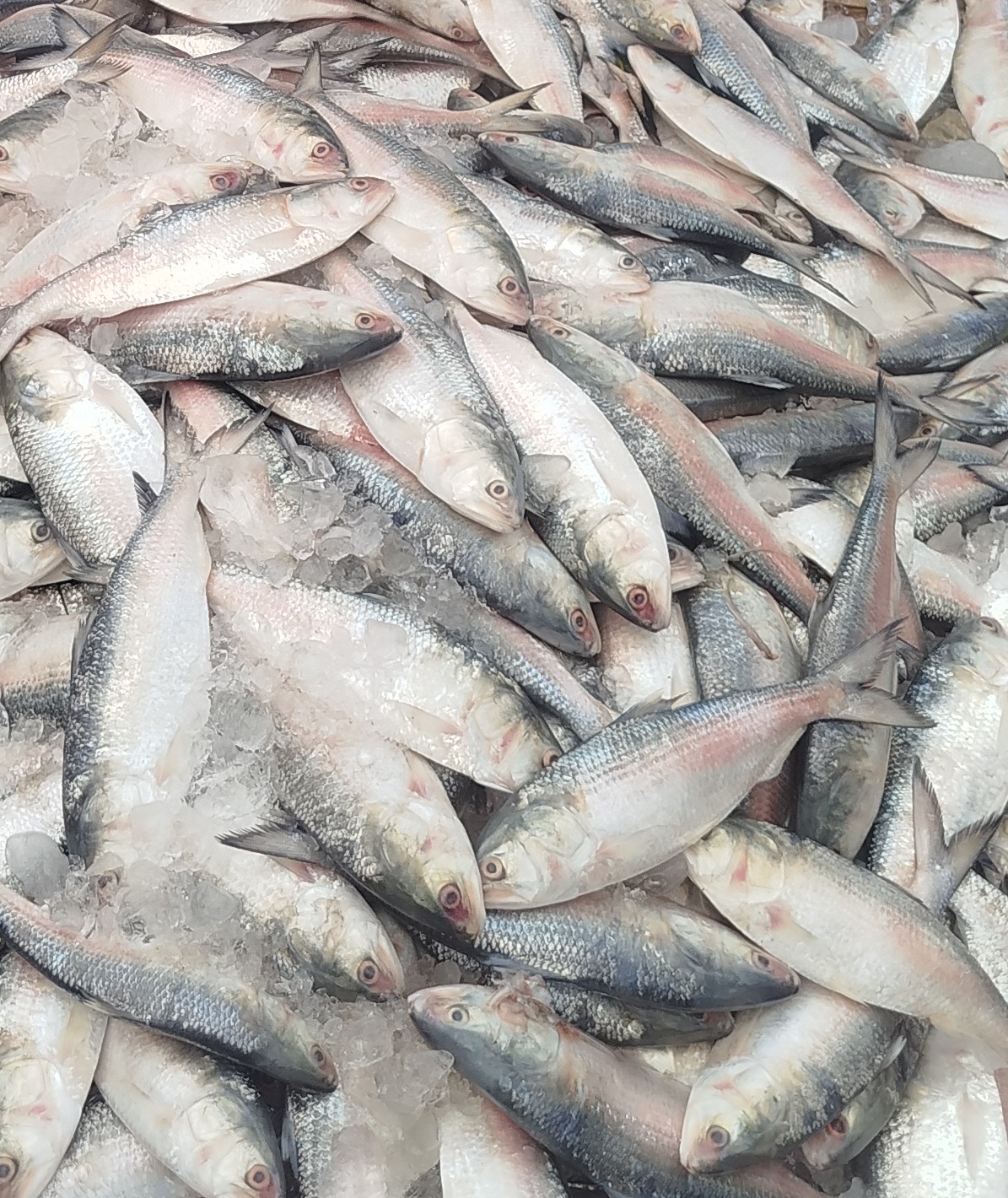 Ilish (Full Ilish) - View 1